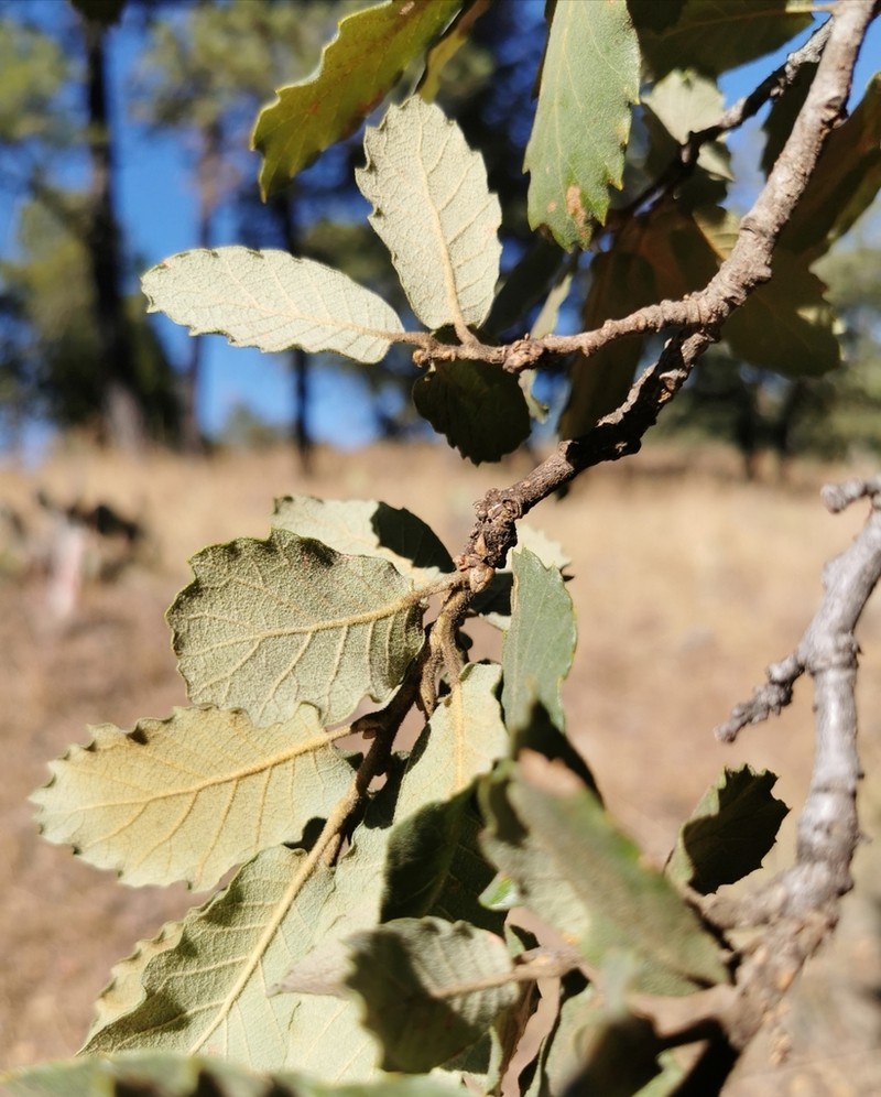 Quercus convallata photo 2