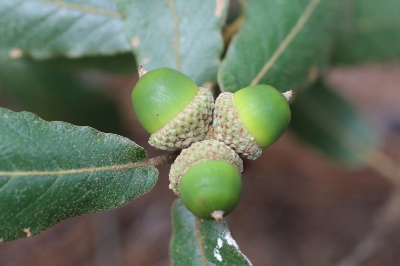 Quercus convallata photo 3