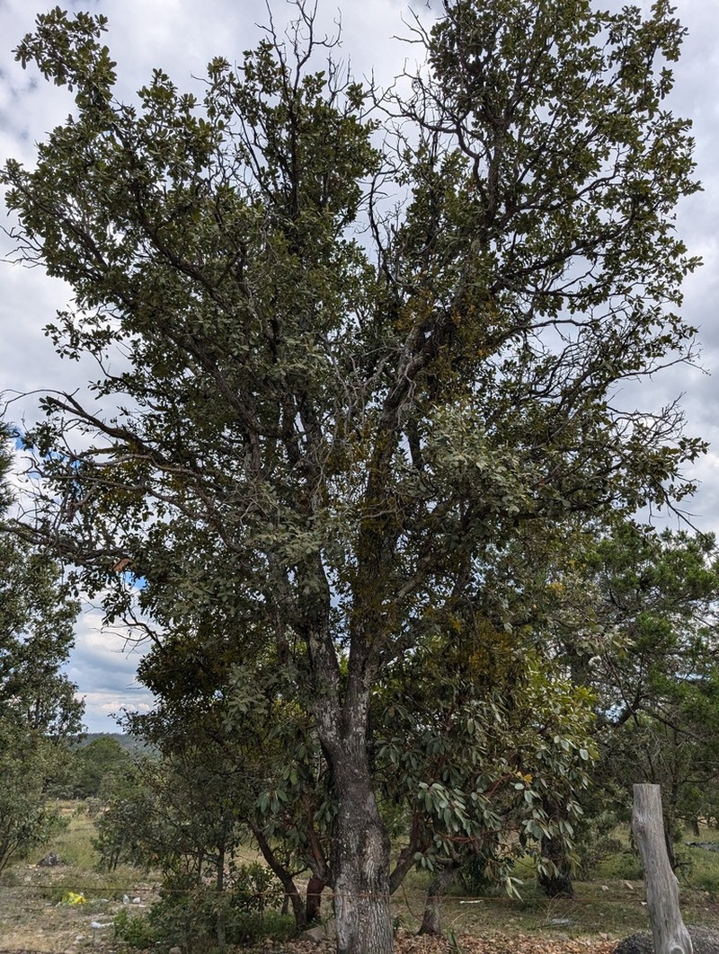 Quercus convallata photo 4