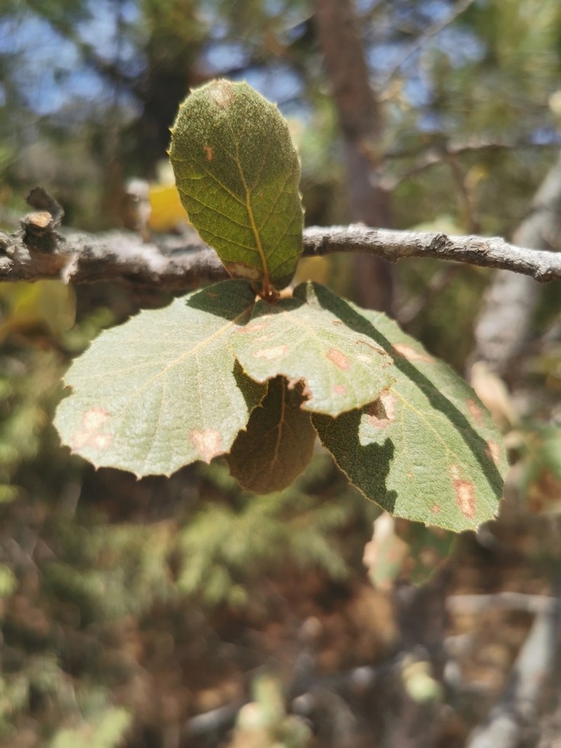 Quercus convallata photo 5