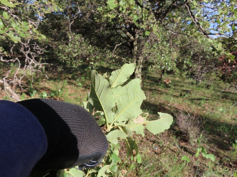 Quercus convallata photo 6