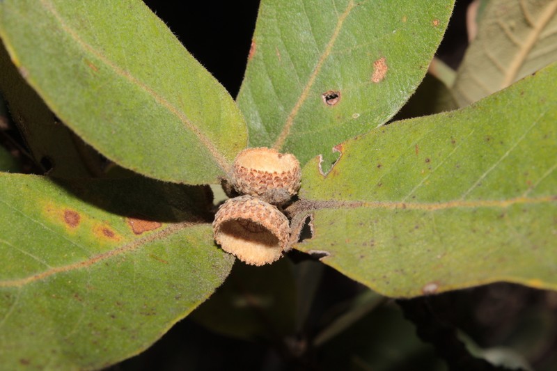 Quercus convallata photo 7