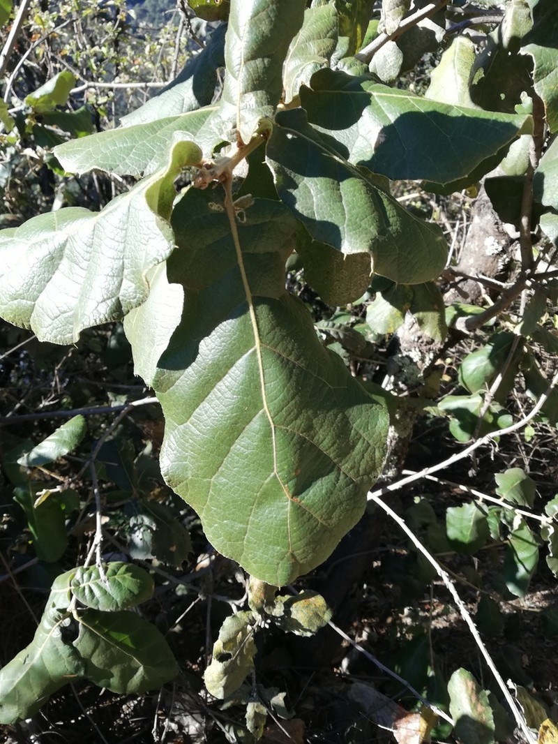 Quercus conzattii photo 2