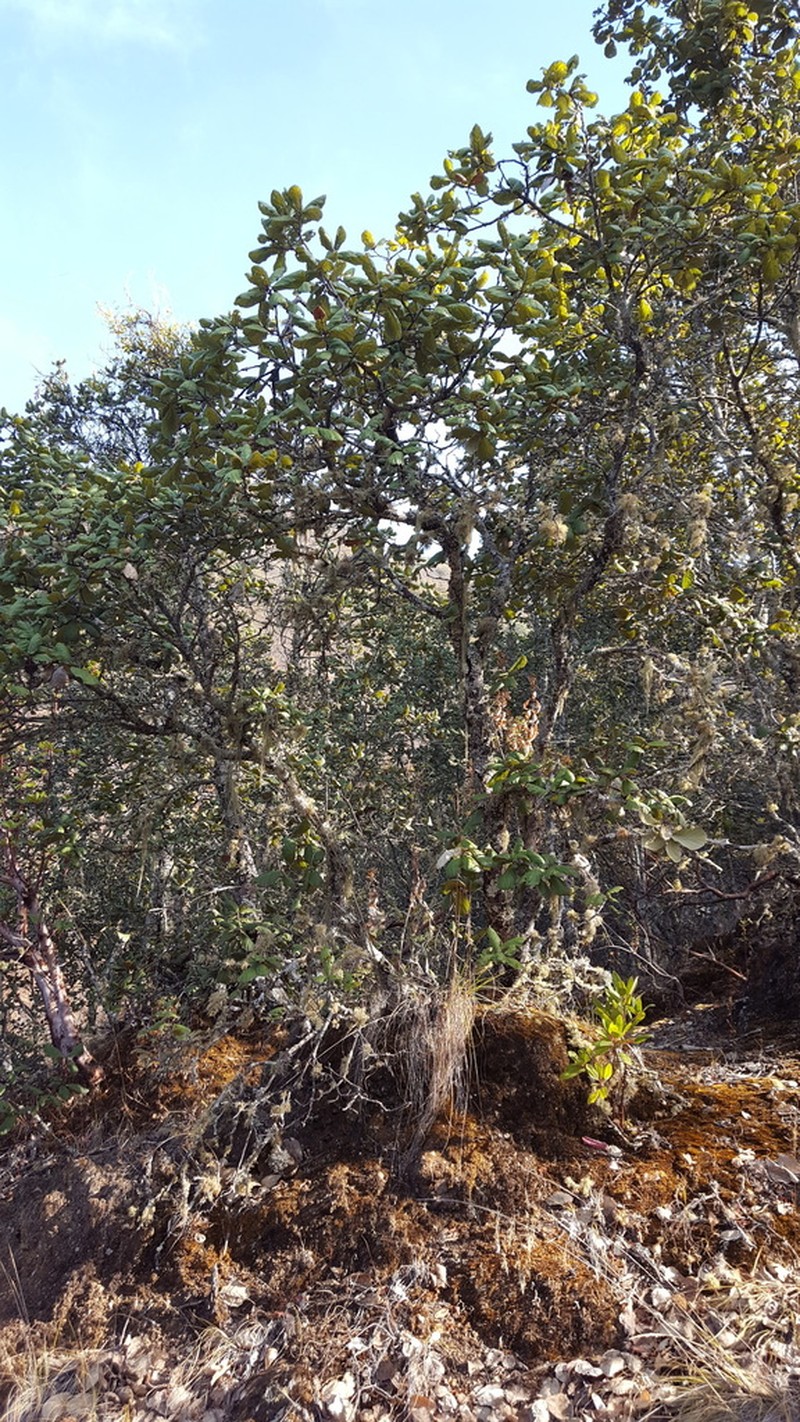 Quercus conzattii photo 3