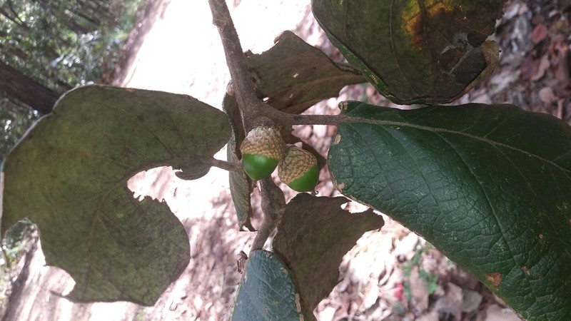 Quercus conzattii photo 4