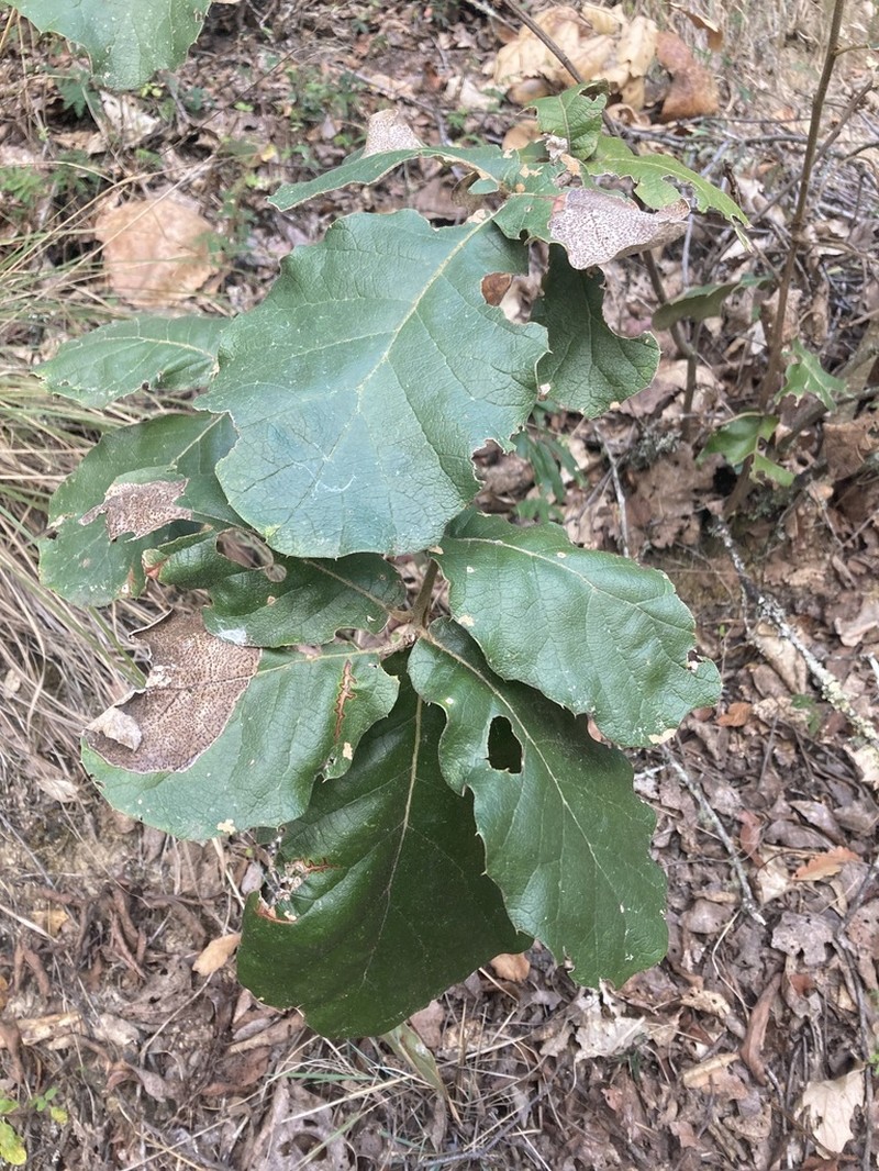 Quercus conzattii photo 5