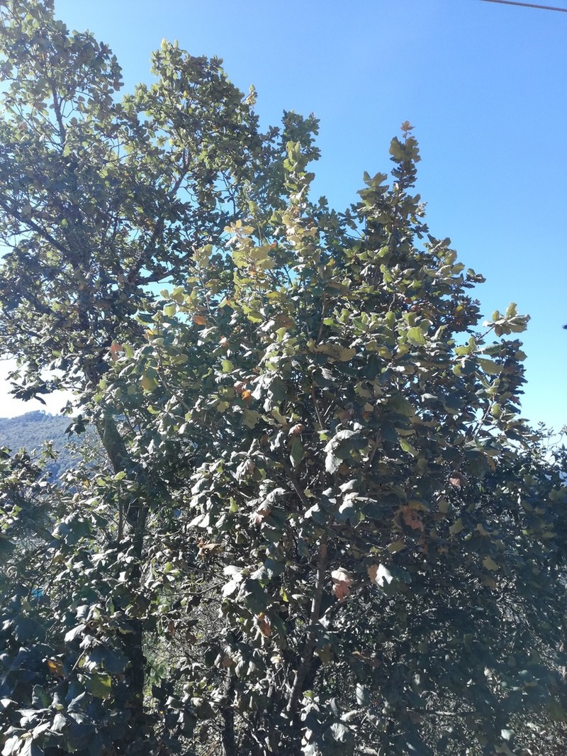 Quercus conzattii photo 6