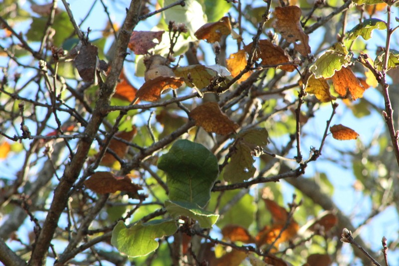 Quercus conzattii photo 7