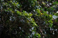 Quercus copeyensis