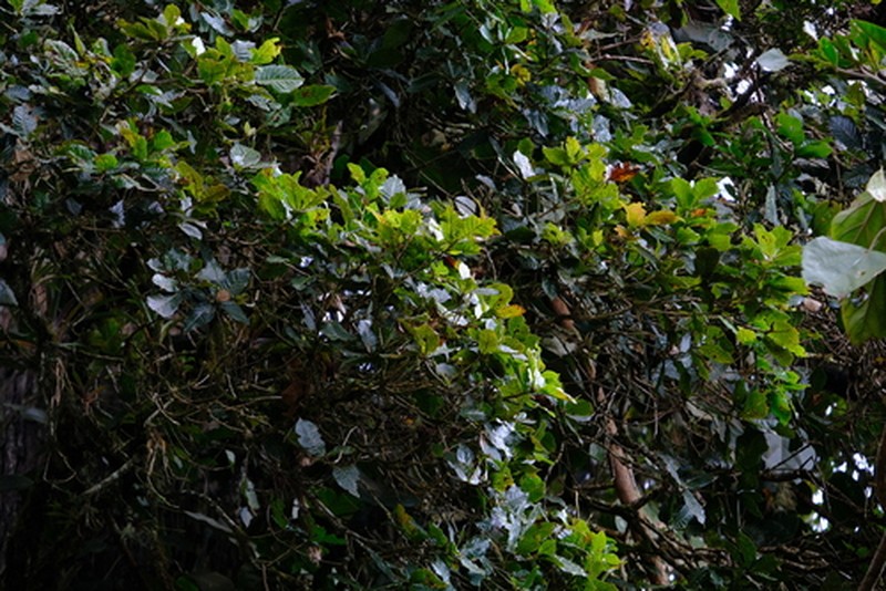 Quercus copeyensis