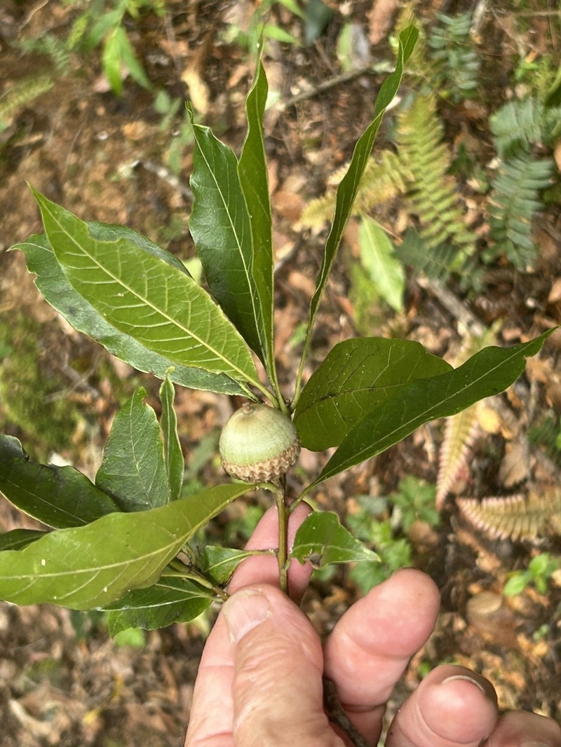 Quercus copeyensis photo 2