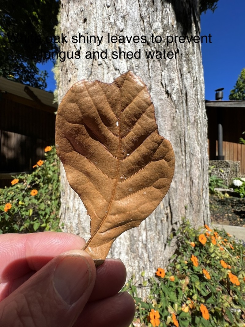Quercus copeyensis photo 3