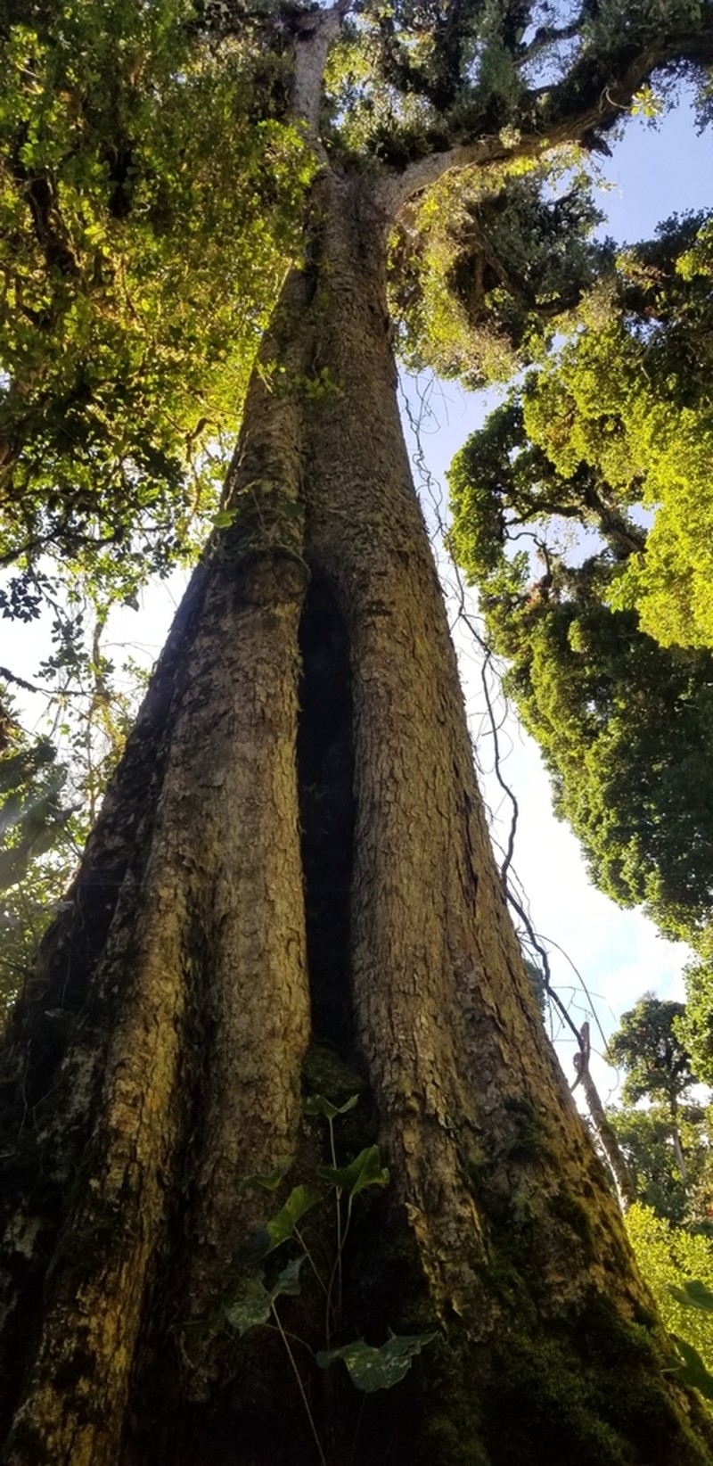 Quercus copeyensis photo 4