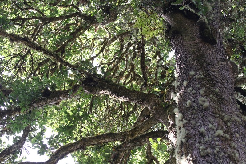 Quercus copeyensis photo 5