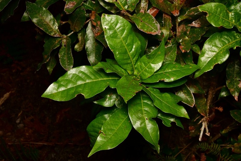Quercus copeyensis photo 7