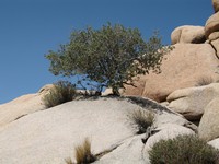 Muller Oak