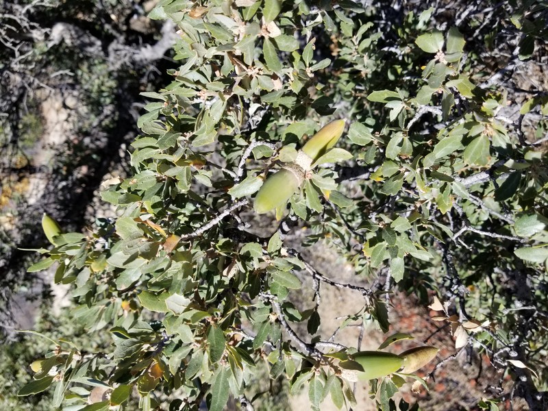 Muller Oak photo 2