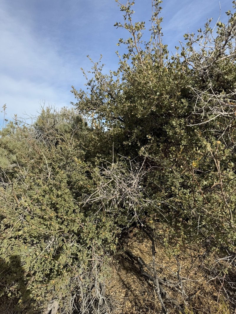 Muller Oak photo 5