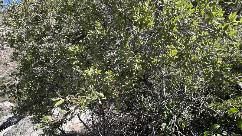Muller Oak photo 6