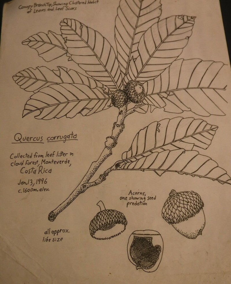 Quercus corrugata photo 2