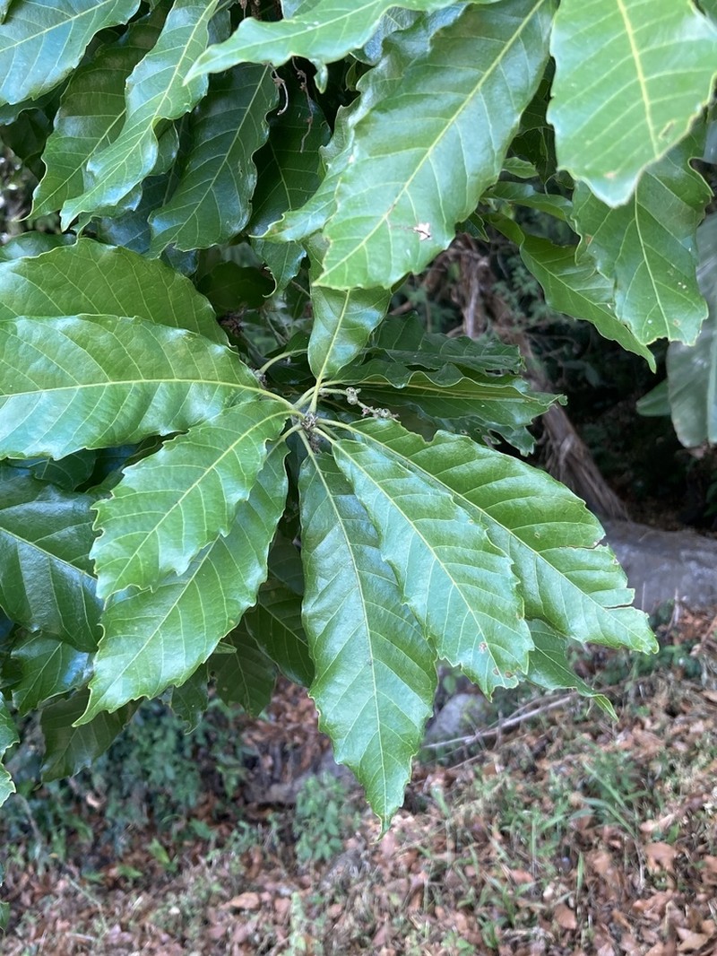 Quercus corrugata photo 3