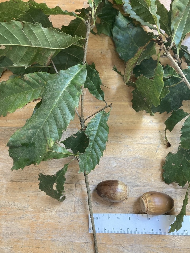 Quercus corrugata photo 4