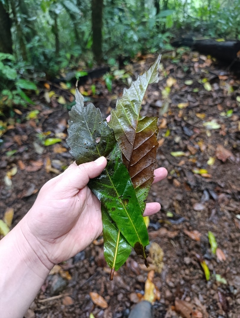 Quercus corrugata photo 5