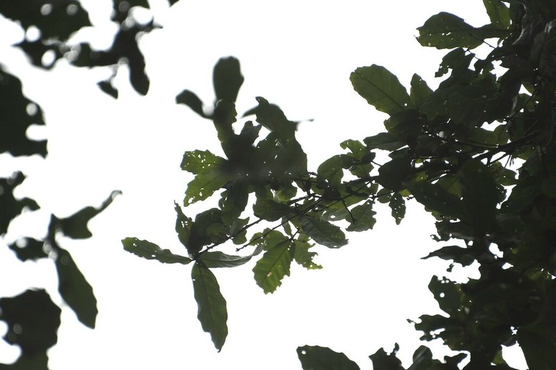 Quercus corrugata photo 6