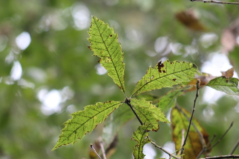 Quercus corrugata photo 7