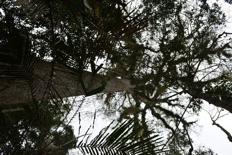 Quercus corrugata photo 8