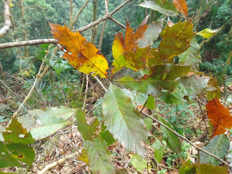 Quercus cortesii photo 2
