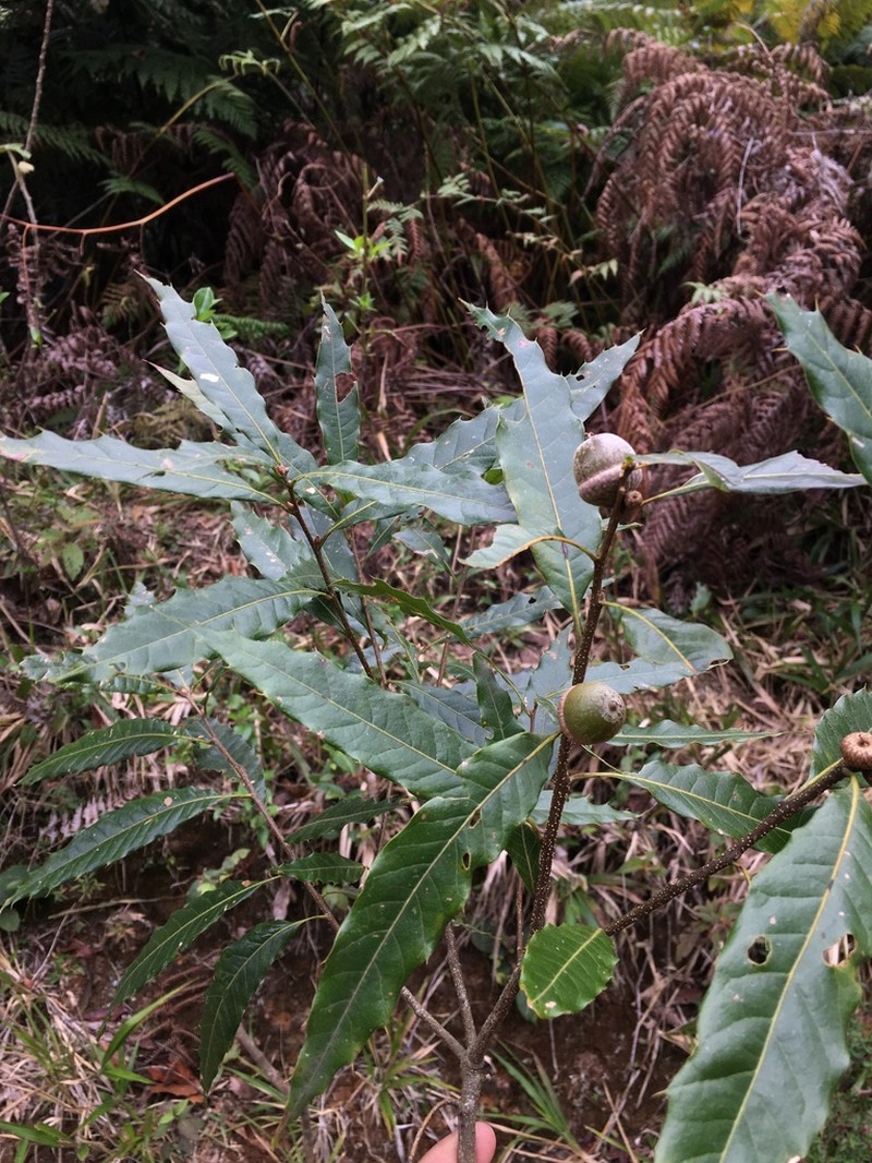 Quercus cortesii photo 3