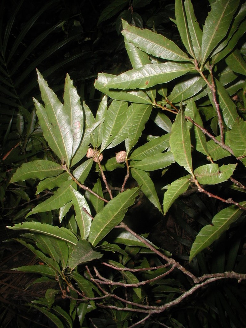 Quercus cortesii photo 5
