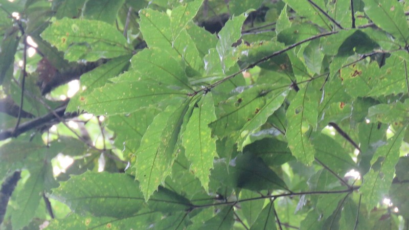 Quercus cortesii photo 6
