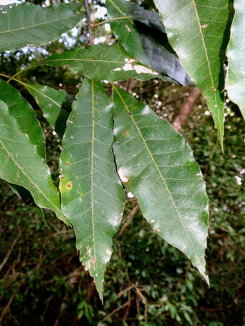 Quercus cortesii photo 7