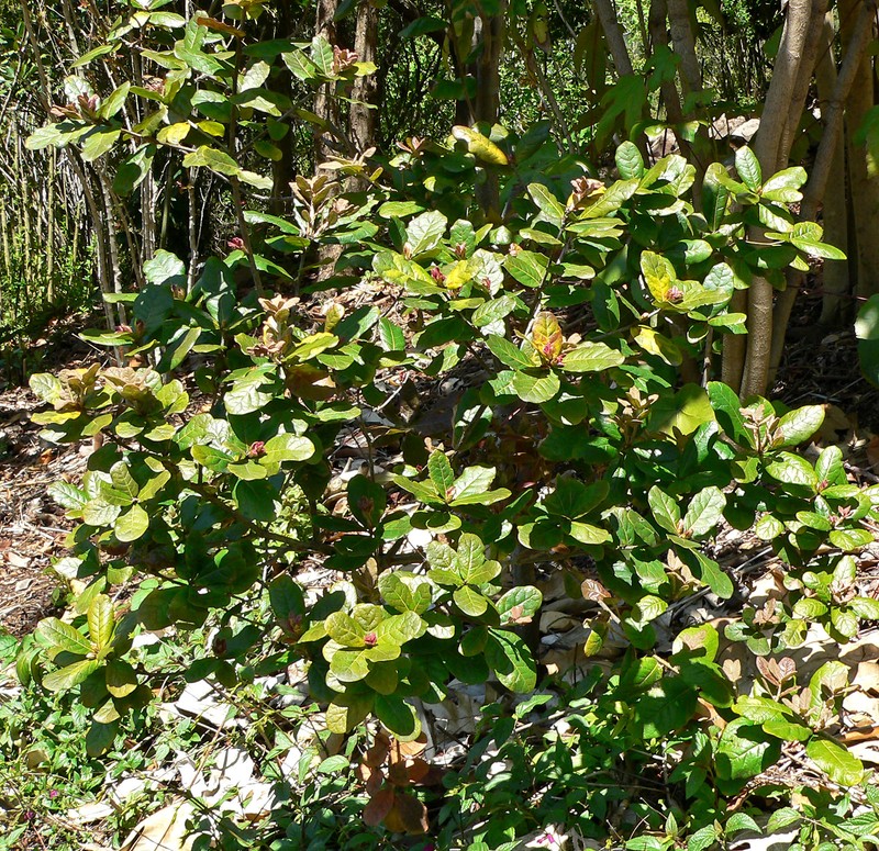 Quercus costaricensis photo 2
