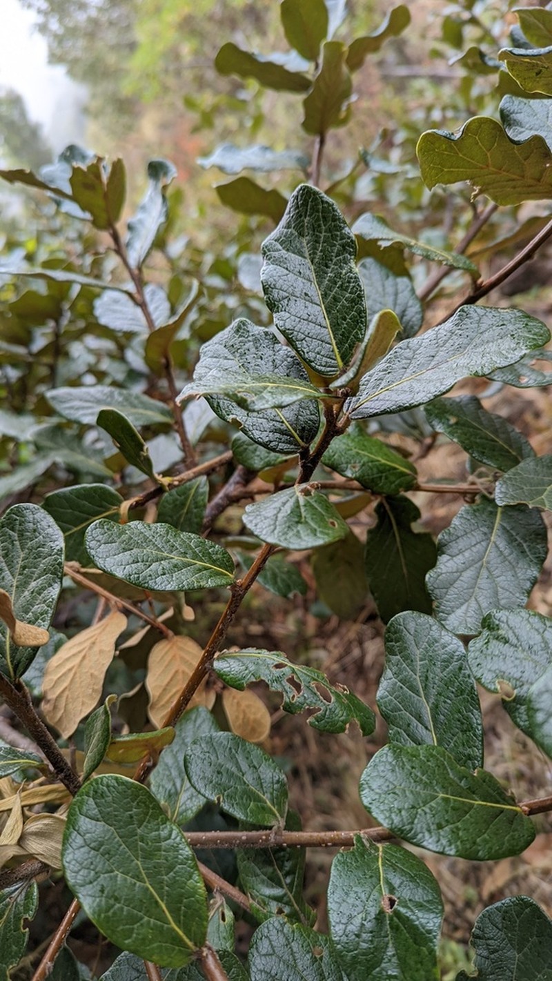 Quercus costaricensis photo 3