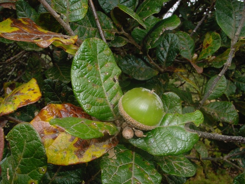 Quercus costaricensis photo 4