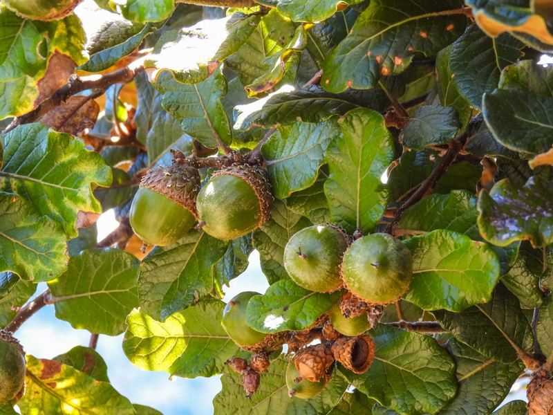 Quercus costaricensis photo 5