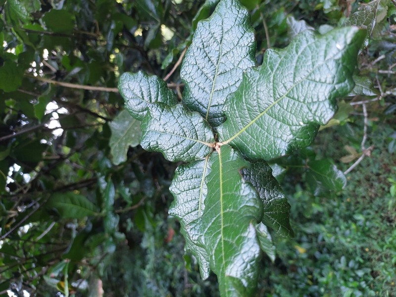 Quercus costaricensis photo 6