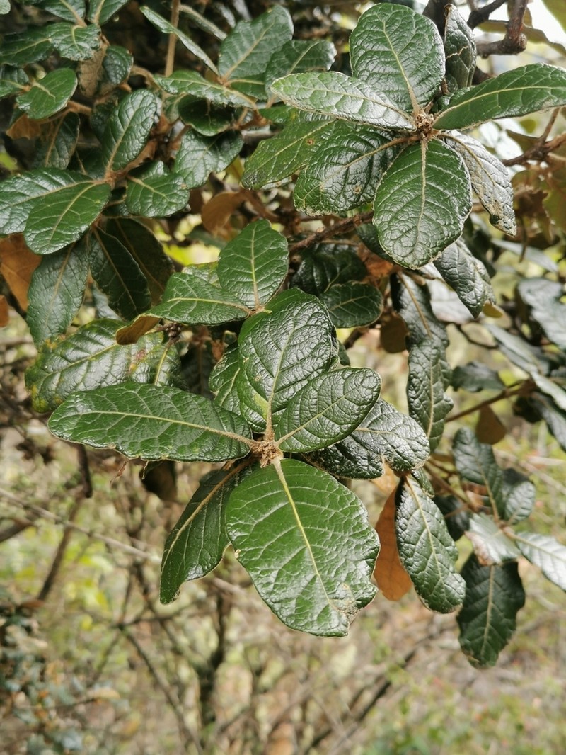 Quercus costaricensis photo 7