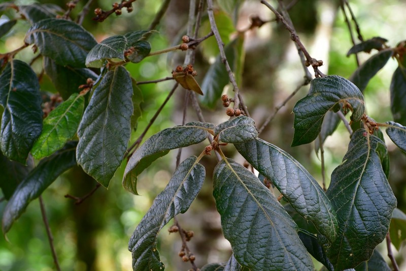 Quercus crassifolia