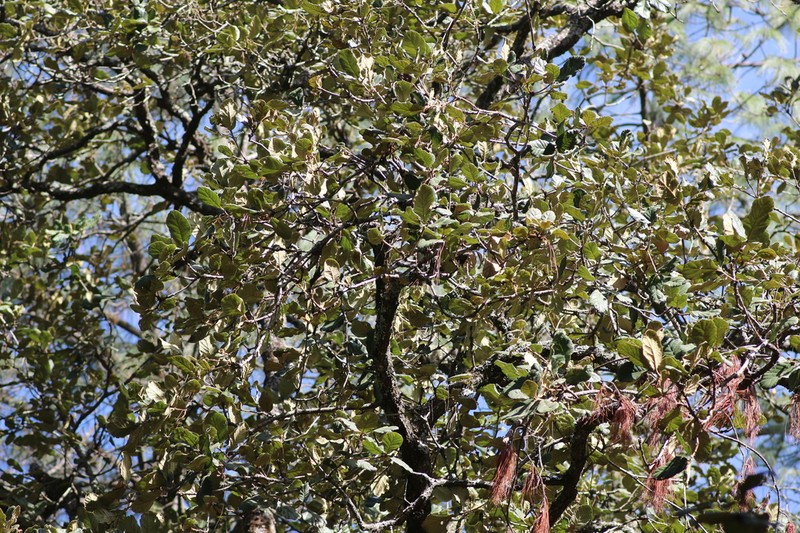 Quercus crassifolia photo 2