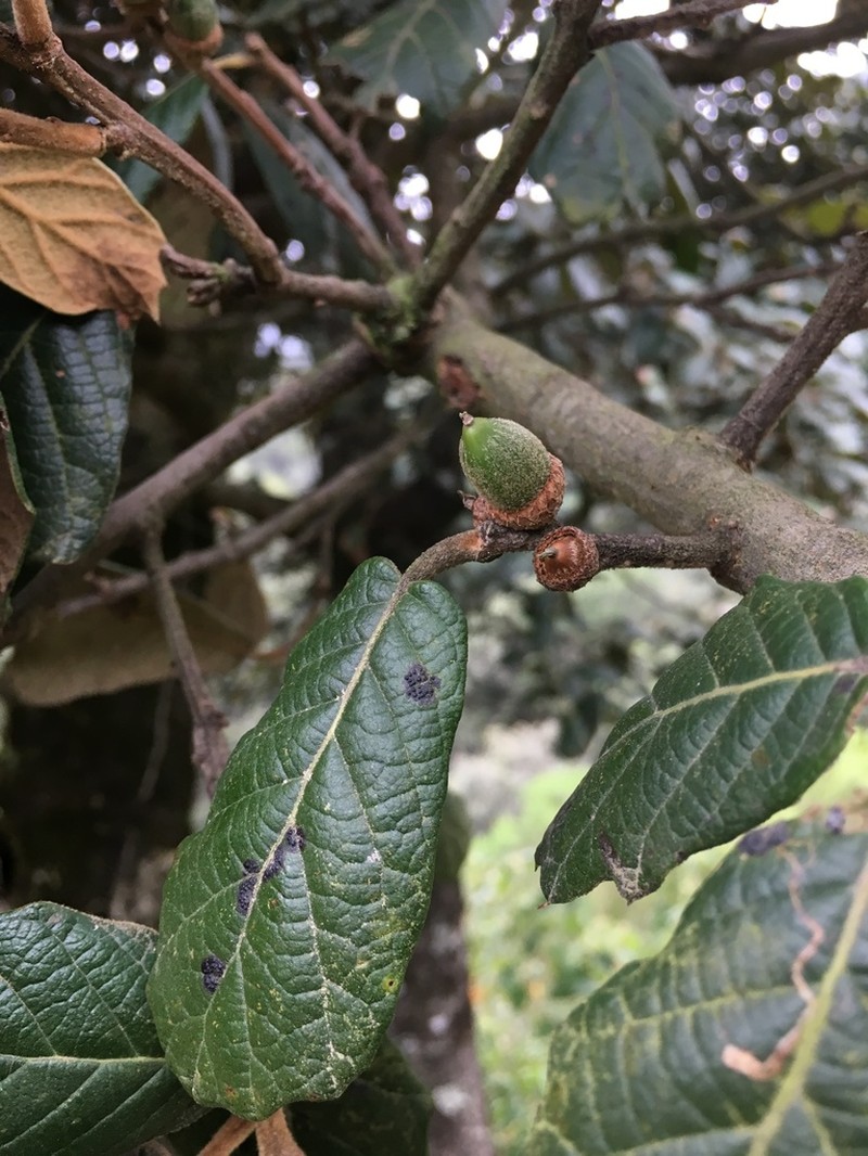 Quercus crassifolia photo 3