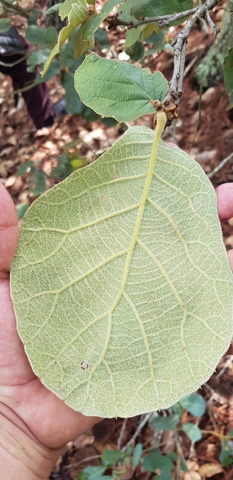 Quercus crassifolia photo 4