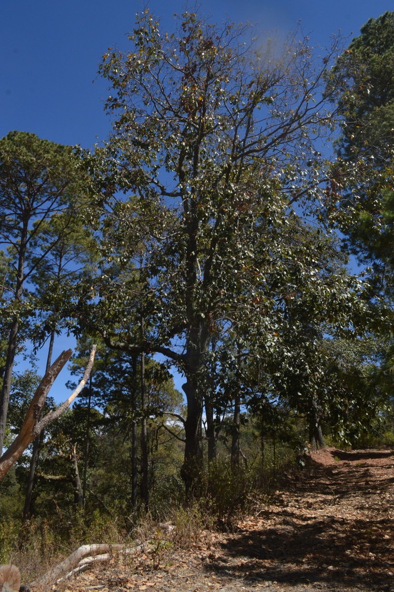Quercus crassifolia photo 5