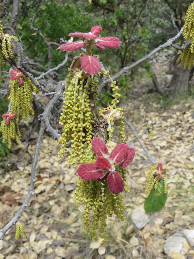 Quercus crassifolia photo 6