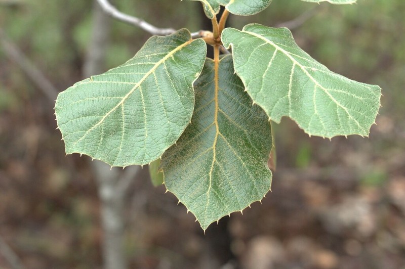 Quercus crassifolia photo 7