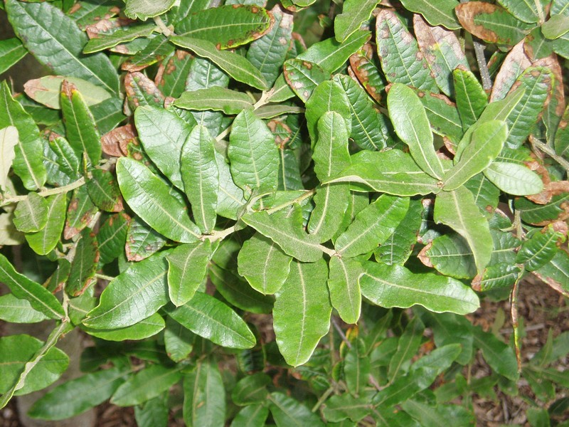 Quercus crassipes