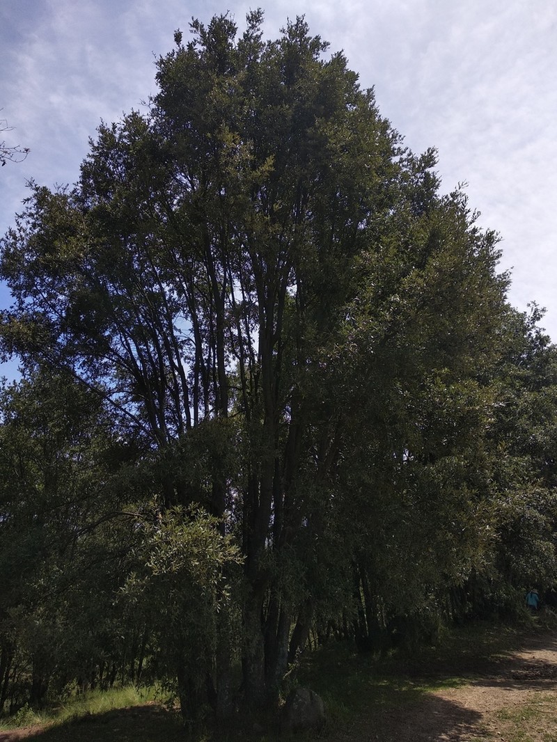 Quercus crassipes photo 2